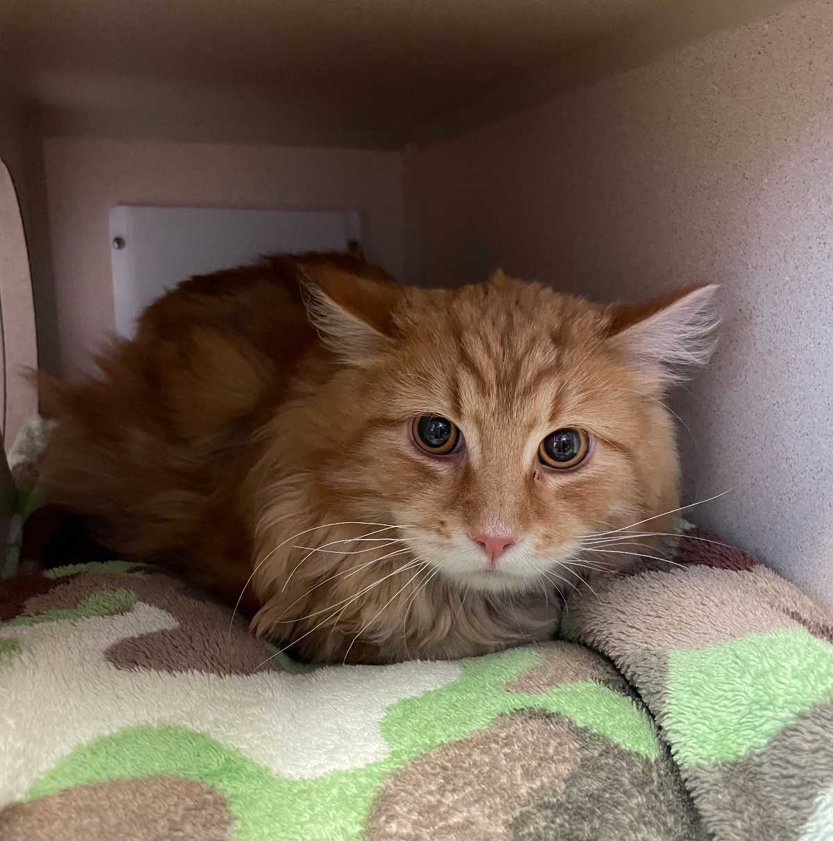 26-1248 DLH Orange tabby
