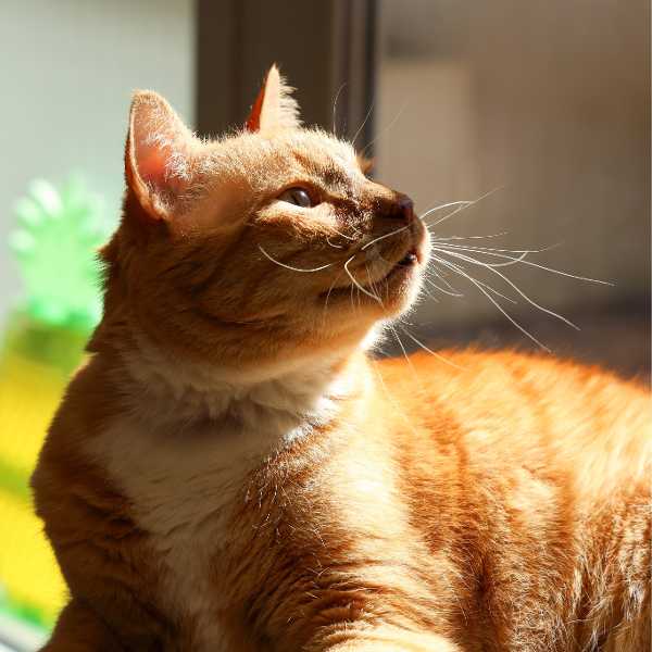 Estate Planning for Pets